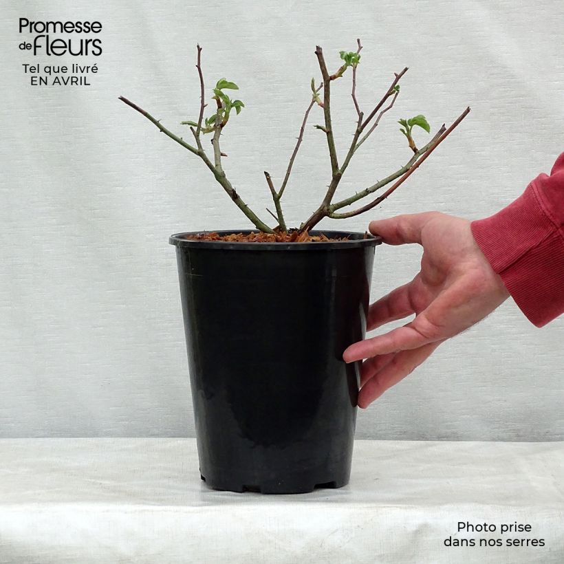 Rosal gallica Complicata - Rosal de Castilla Maceta 4L/5L Ejemplar entregado en la primavera