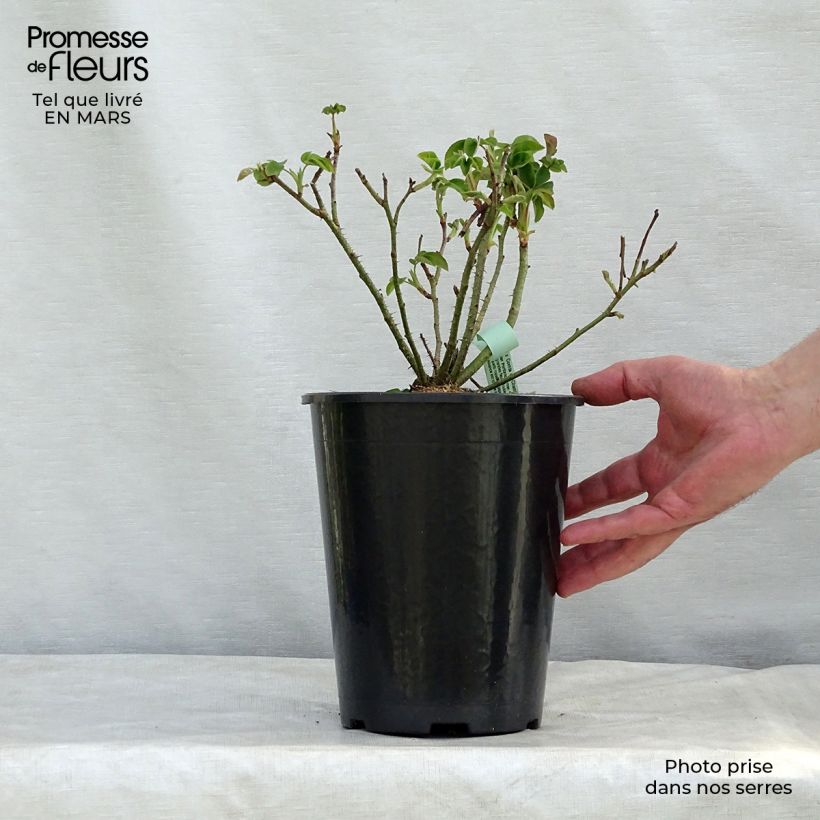 Rosal Portland Comte de Chambord Maceta 4L/5L Ejemplar entregado en la primavera