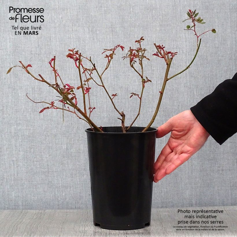 Rosal Cornelia Maceta 4L/5L Ejemplar entregado en invierno