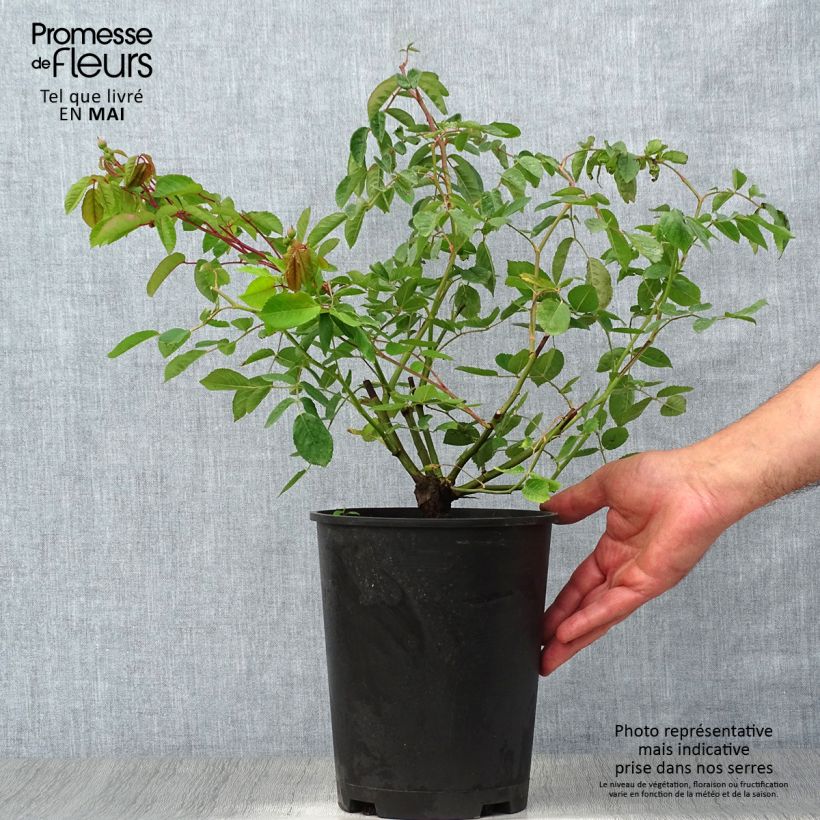 Rosal Cornelia Maceta 4L/5L Ejemplar entregado en la primavera