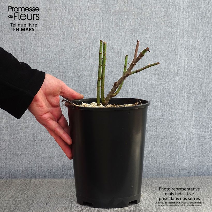 Rosal Cuisse de Nymphe Maceta 4L/5L Ejemplar entregado en invierno