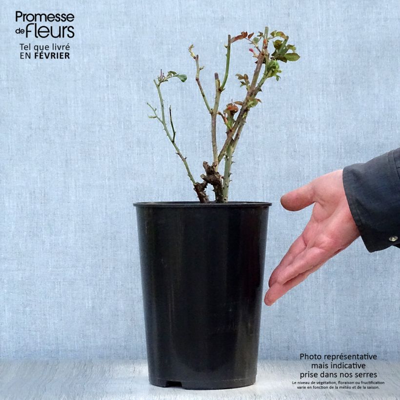 Rosal Dainty Bess Maceta 4L/5L Ejemplar entregado en invierno