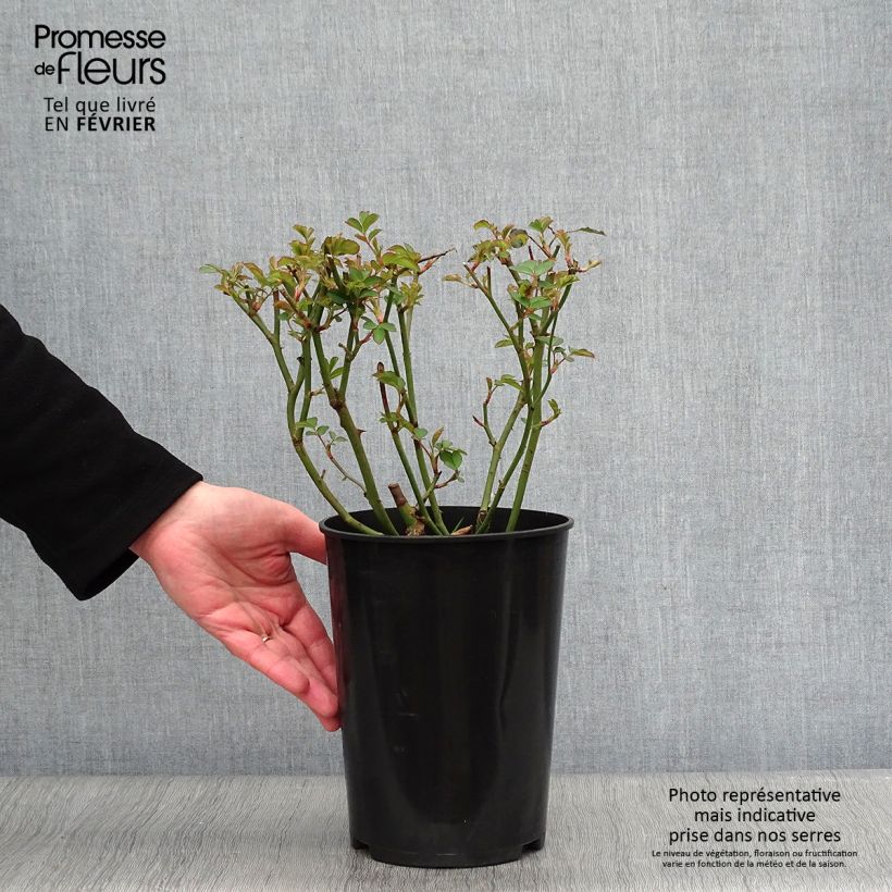 Rosal Felicia Maceta 4L/5L Ejemplar entregado en invierno