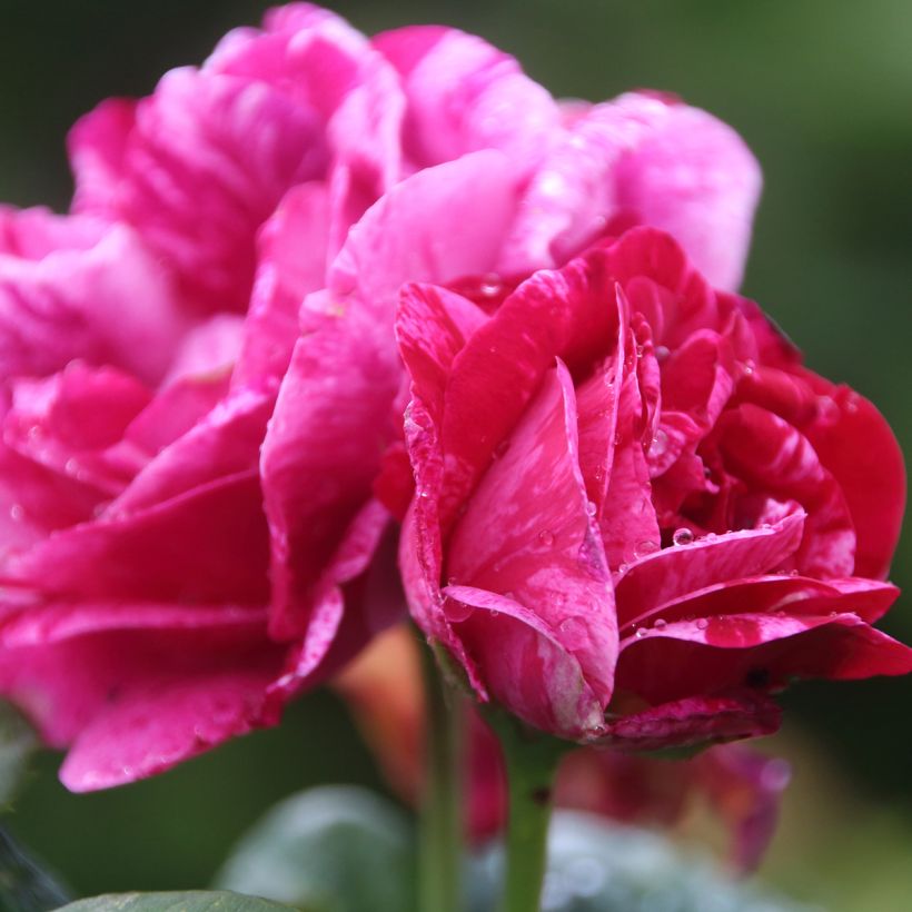 Rosal Ferdinand Pichard (Floración)