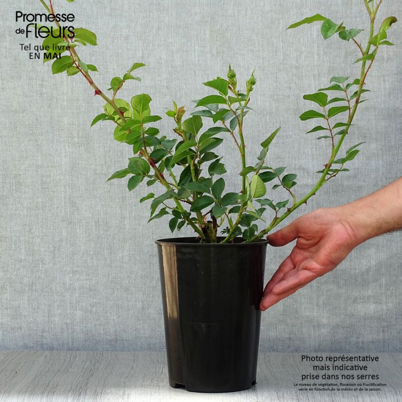 Rosal Fragrant old yellow Maceta 4L/5L Ejemplar entregado en la primavera