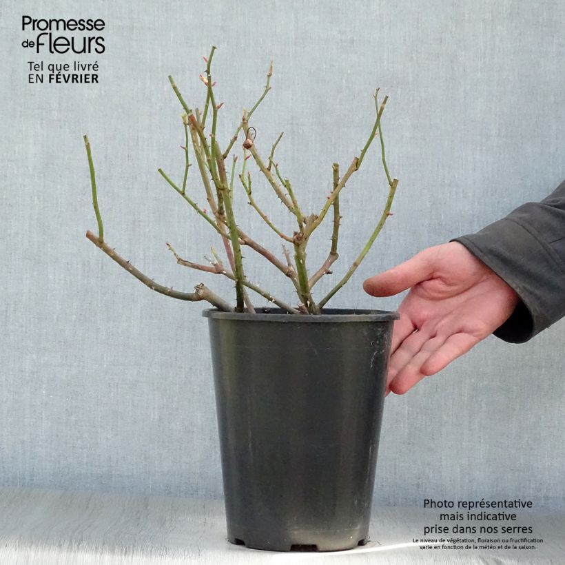 Rosal gallica Gros Provins Panaché - Rosal de Castilla Maceta 4L/5L Ejemplar entregado en invierno