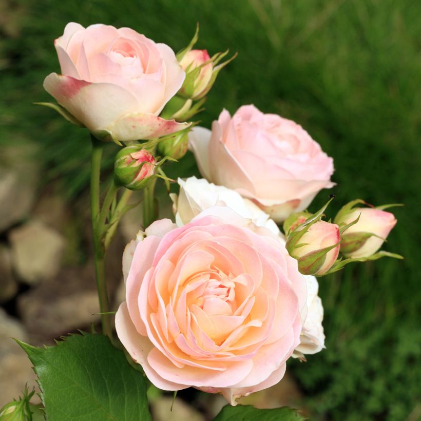 Rosal Gruss An Aachen (Floración)