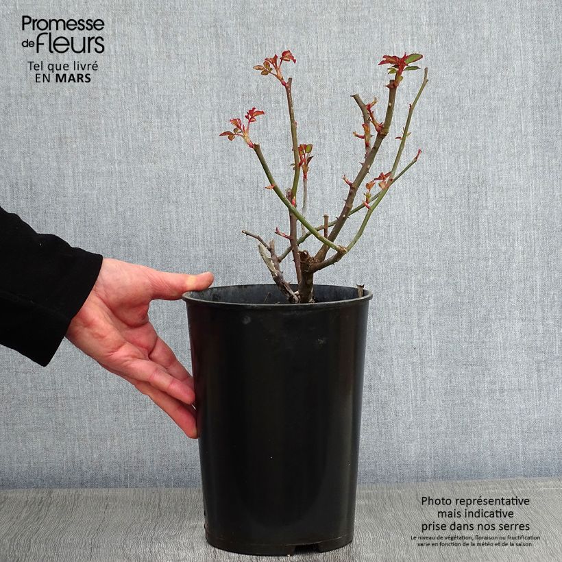 Rosal Gruss An Aachen Maceta 4L/5L Ejemplar entregado en invierno