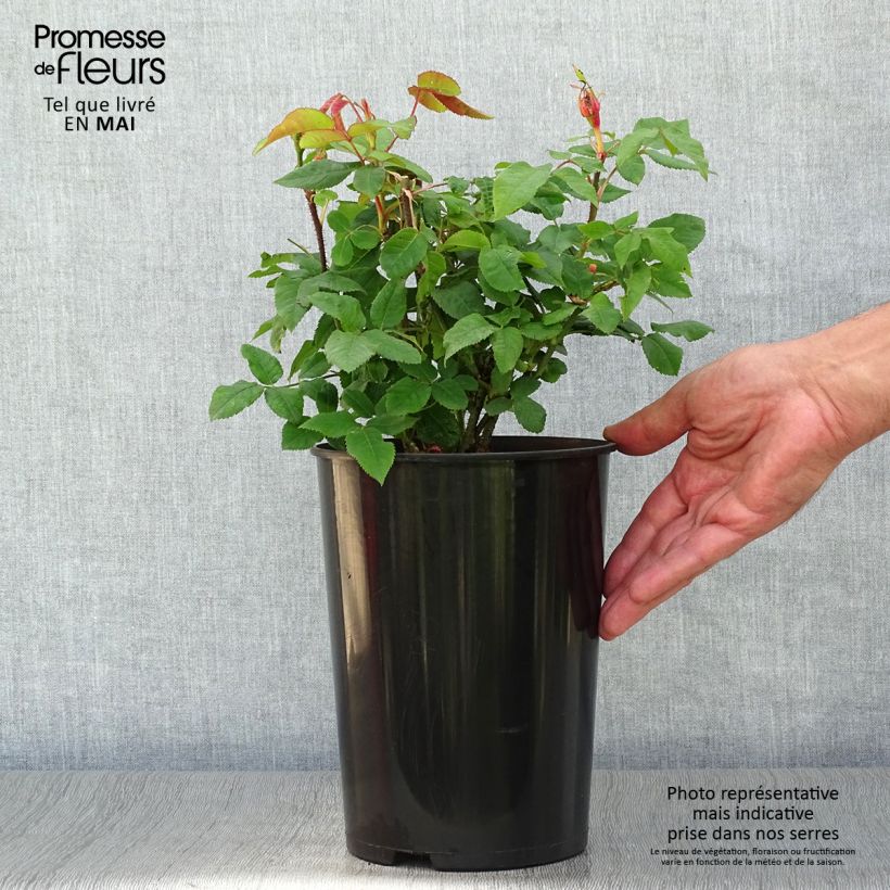 Rosal Portland Jacques Cartier Maceta 4L/5L Ejemplar entregado en la primavera