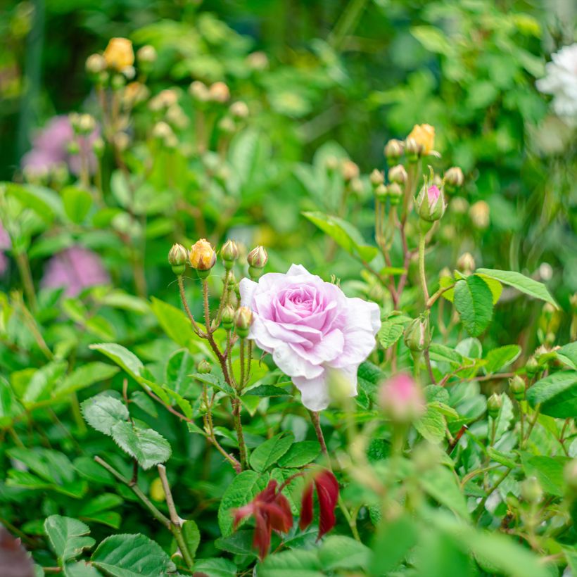Rosal gallica Jenny Duval - Rosal de Castilla (Porte)