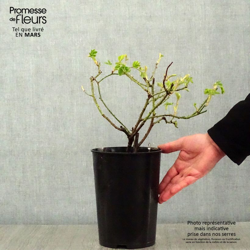 Rosal Trigintipetala Maceta 4L/5L Ejemplar entregado en invierno