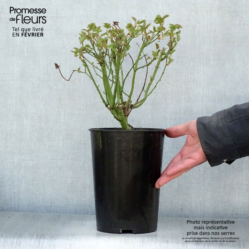 Rosal La Reine Victoria Maceta 4L/5L Ejemplar entregado en invierno