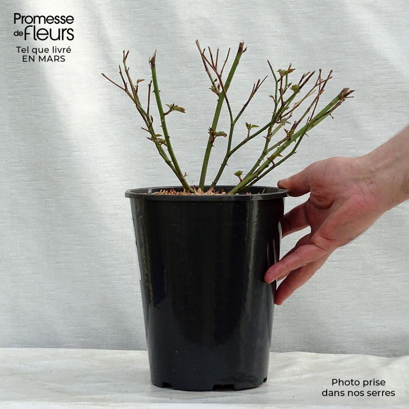 Rosal Little White Pet Maceta 4L/5L Ejemplar entregado en invierno