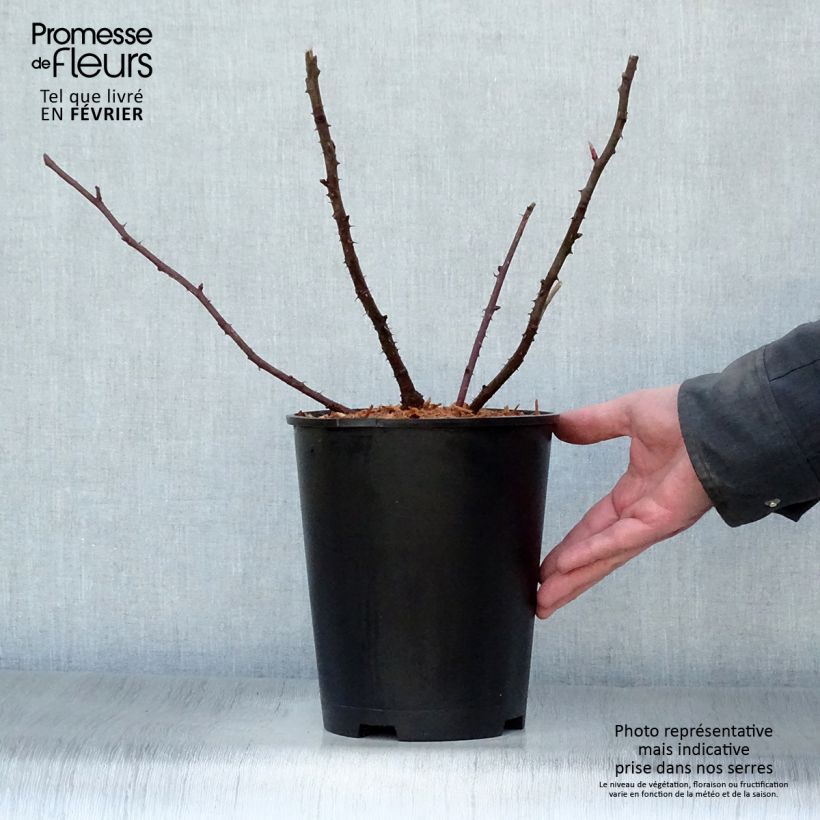 Rosal moyesii Marguerite Hilling Maceta 4L/5L Ejemplar entregado en invierno