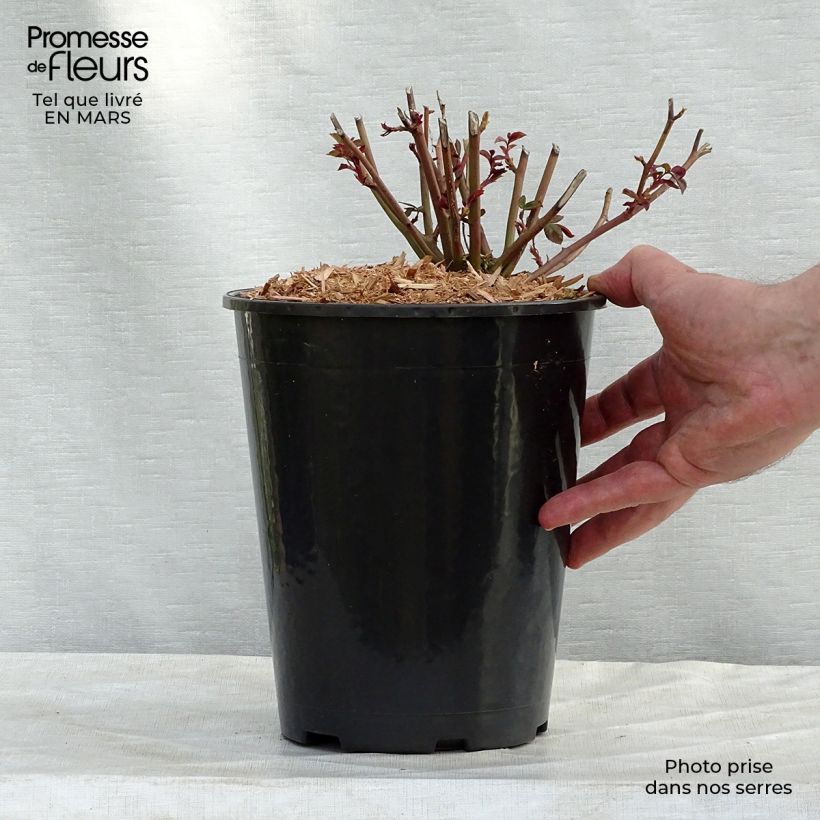 Rosal Marie Pavie Maceta 4L/5L Ejemplar entregado en invierno