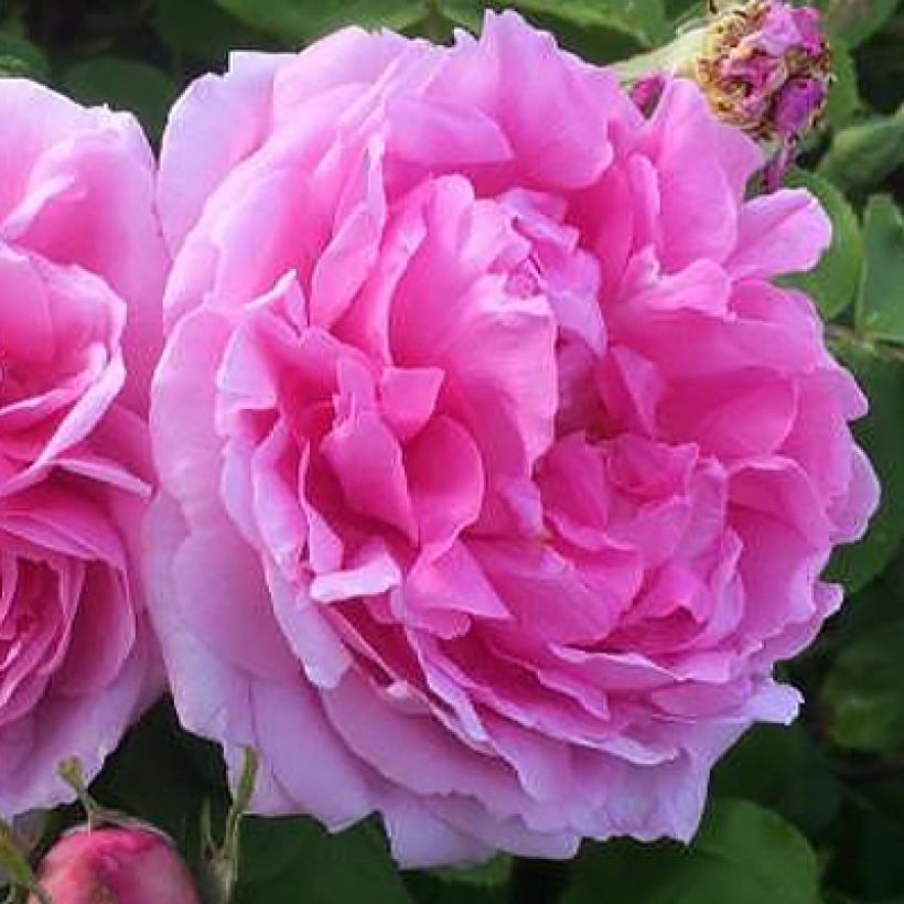 Rosal Portland Mme Boll (Floración)