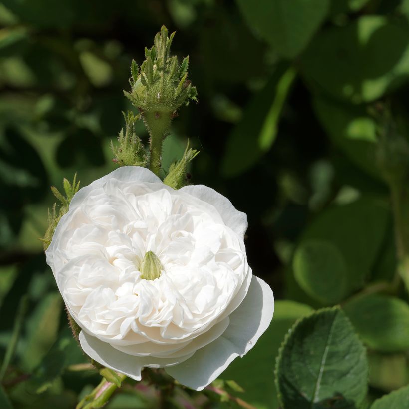 Rosal Mme Hardy (Floración)