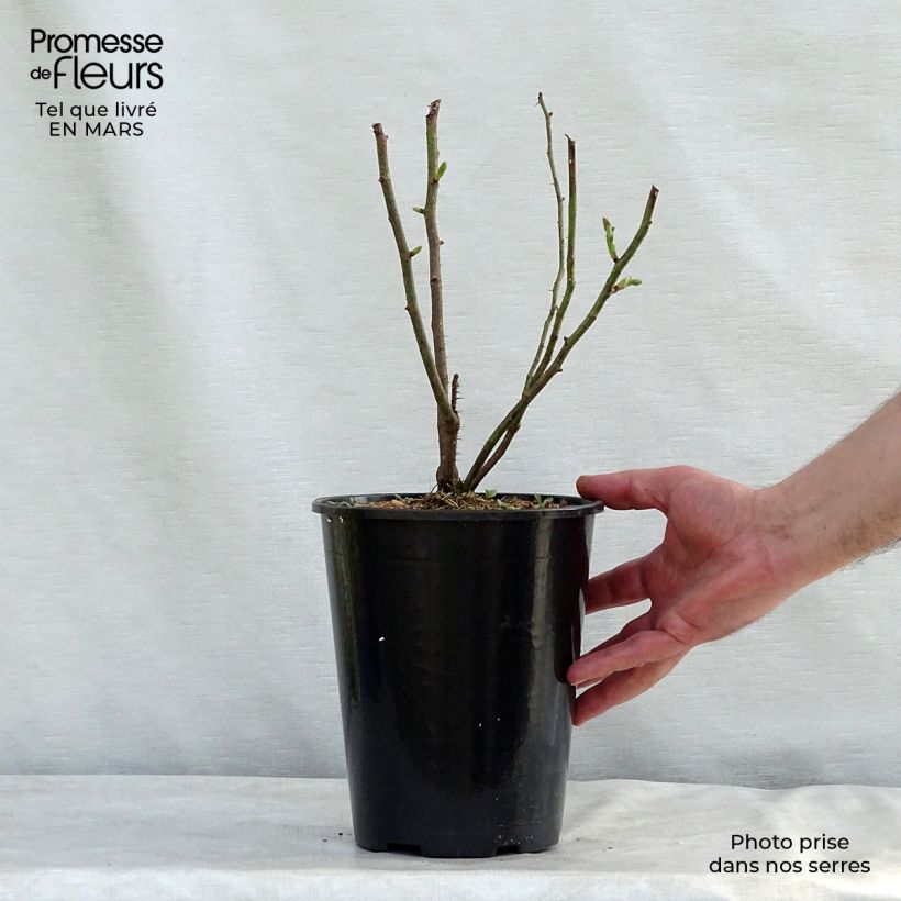 Rosal Mme Hardy Maceta 4L/5L Ejemplar entregado en la primavera