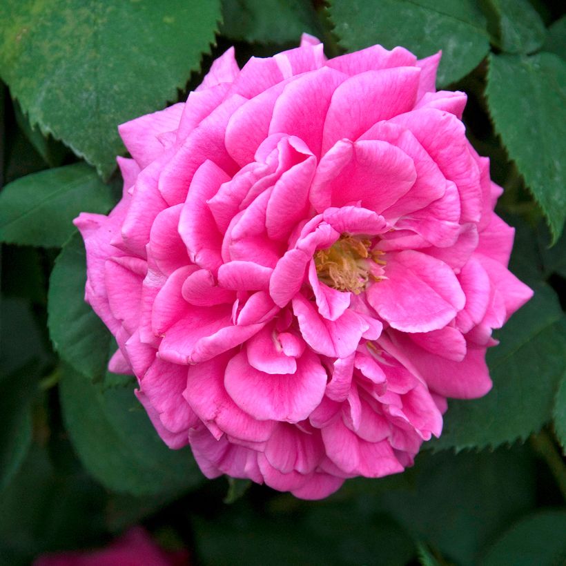 Rosal Mme Issac Pereire (Floración)