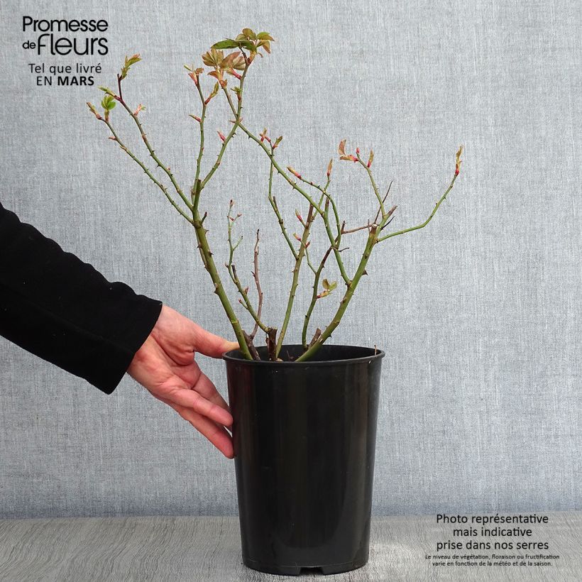 Rosal Mme Issac Pereire Maceta 4L/5L Ejemplar entregado en invierno