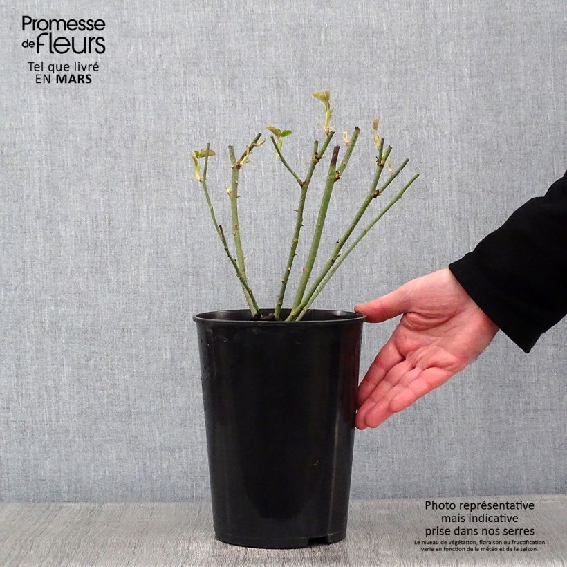 Rosal Mrs John Laing Maceta 4L/5L Ejemplar entregado en invierno