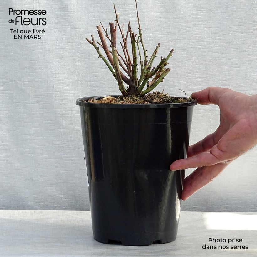 Rosal Old Blush - Rosal china Maceta 4L/5L Ejemplar entregado en la primavera