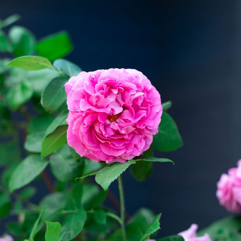 Rosal Paul Neyron (Floración)