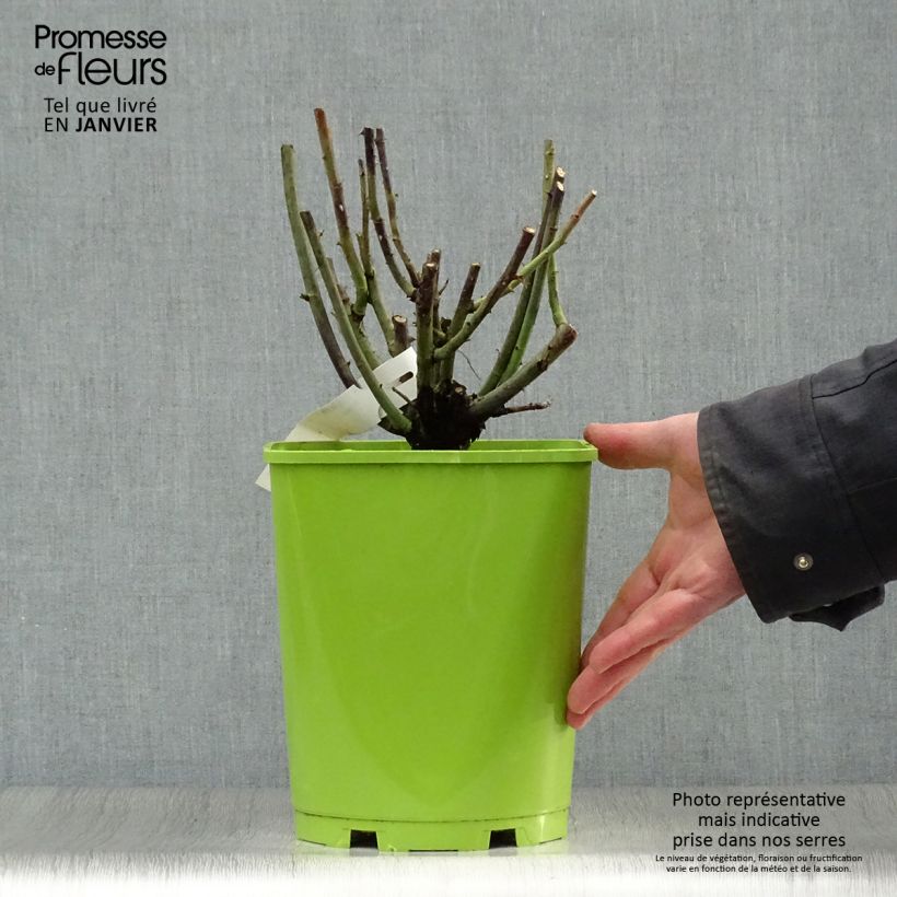 Rosal Paul Neyron Maceta 4L/5L Ejemplar entregado en invierno