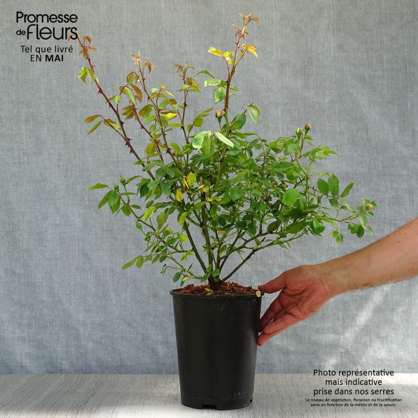 Rosal trepadora Phyllis Bide Maceta 4L/5L Ejemplar entregado en la primavera