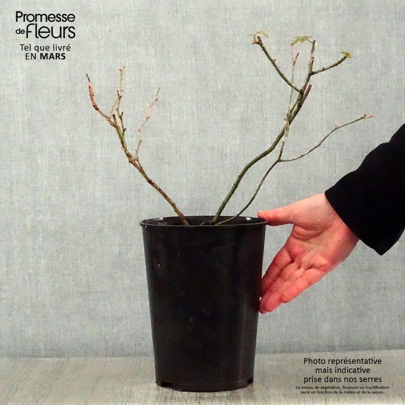 Rosal Raubritter Maceta 4L/5L Ejemplar entregado en invierno