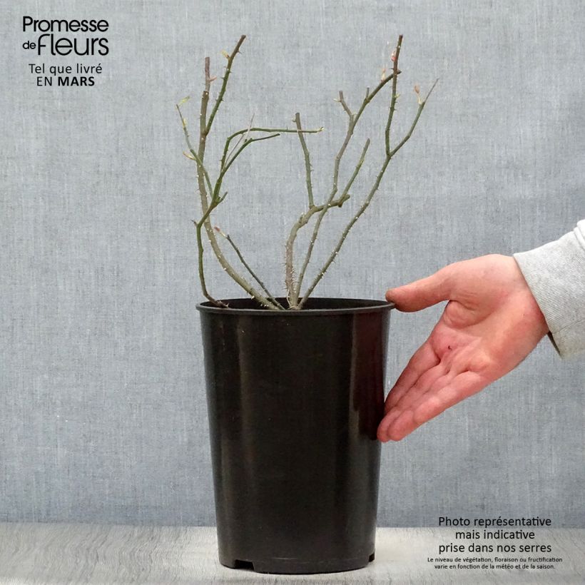 Rosal Raubritter Maceta 4L/5L Ejemplar entregado en la primavera