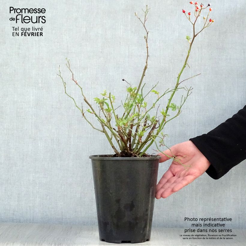 Rosal Red Ballerina Maceta 4L/5L Ejemplar entregado en invierno