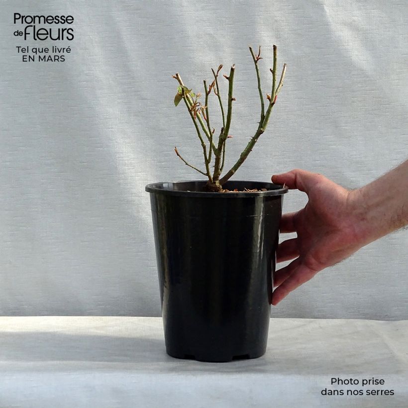 Rosal Reine des Violettes Maceta 4L/5L Ejemplar entregado en la primavera