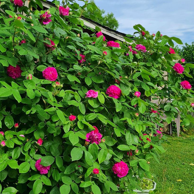 Rosal Rose de Rescht (Porte)