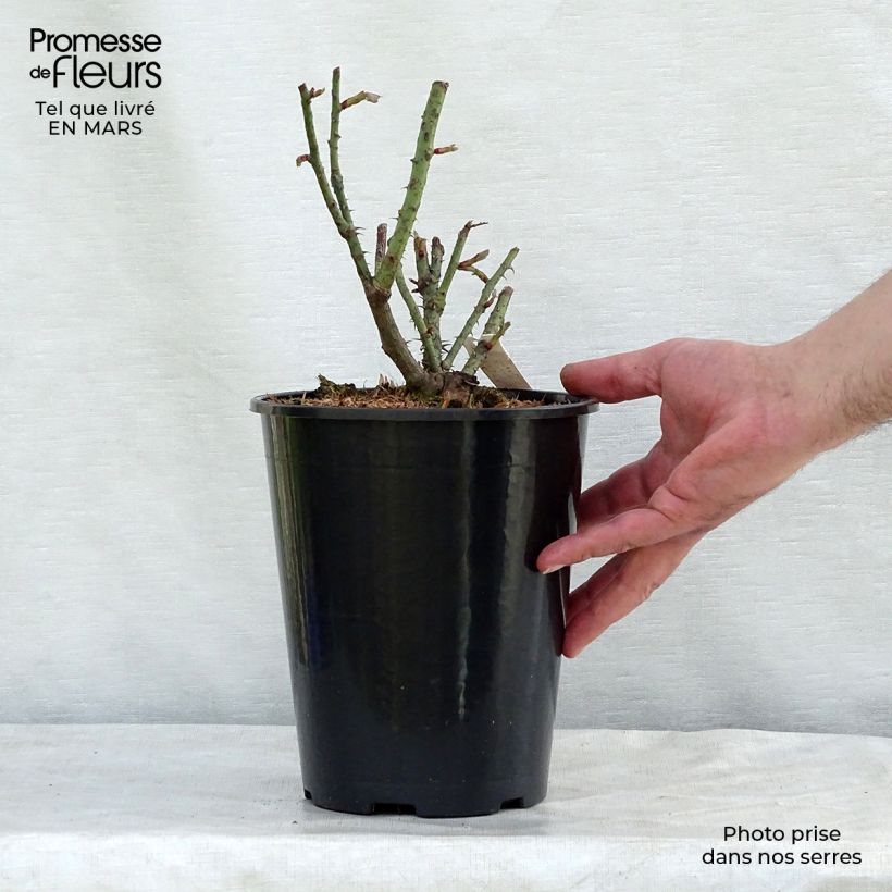 Rosal Rose de Rescht Maceta 4L/5L Ejemplar entregado en invierno