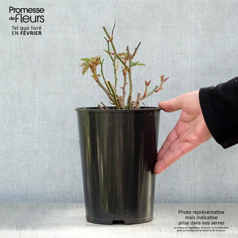 Rosal Sally Holmes Maceta 3L/4L Ejemplar entregado en invierno