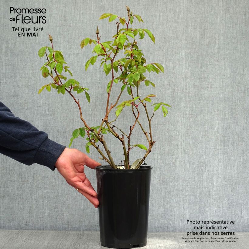 Rosal Sally Holmes Maceta 3L/4L Ejemplar entregado en la primavera