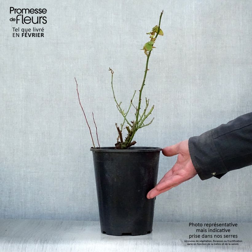 Rosal Souvenir de la Malmaison Maceta 4L/5L Ejemplar entregado en invierno