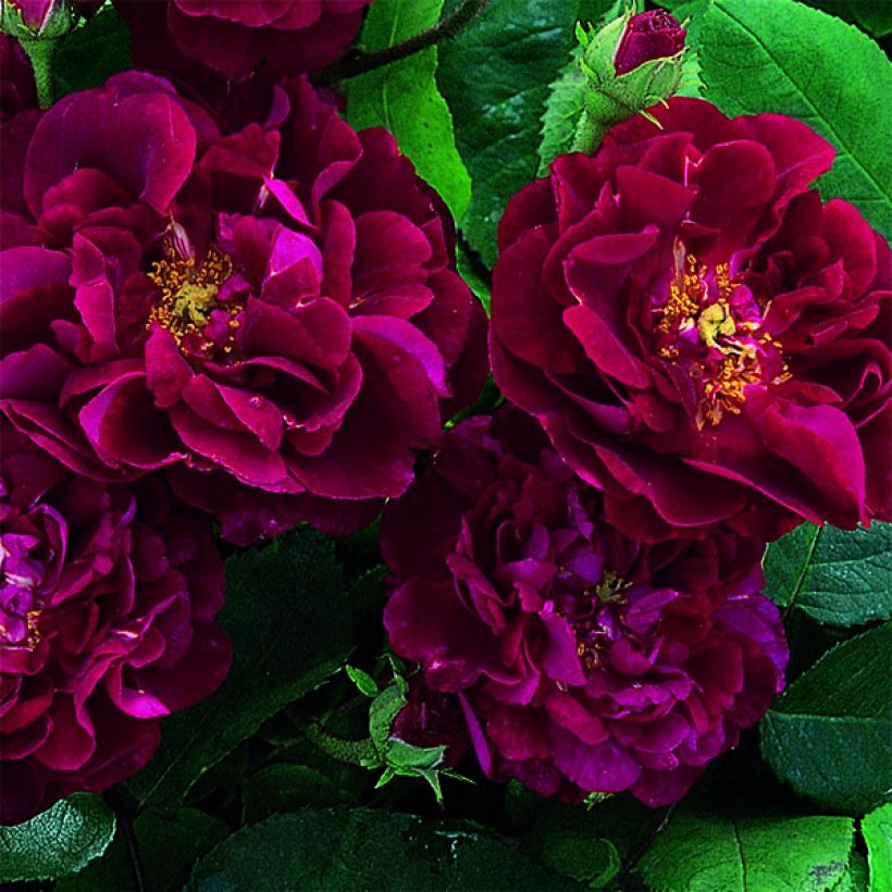 Rosal gallica Tuscany Superb (Floración)