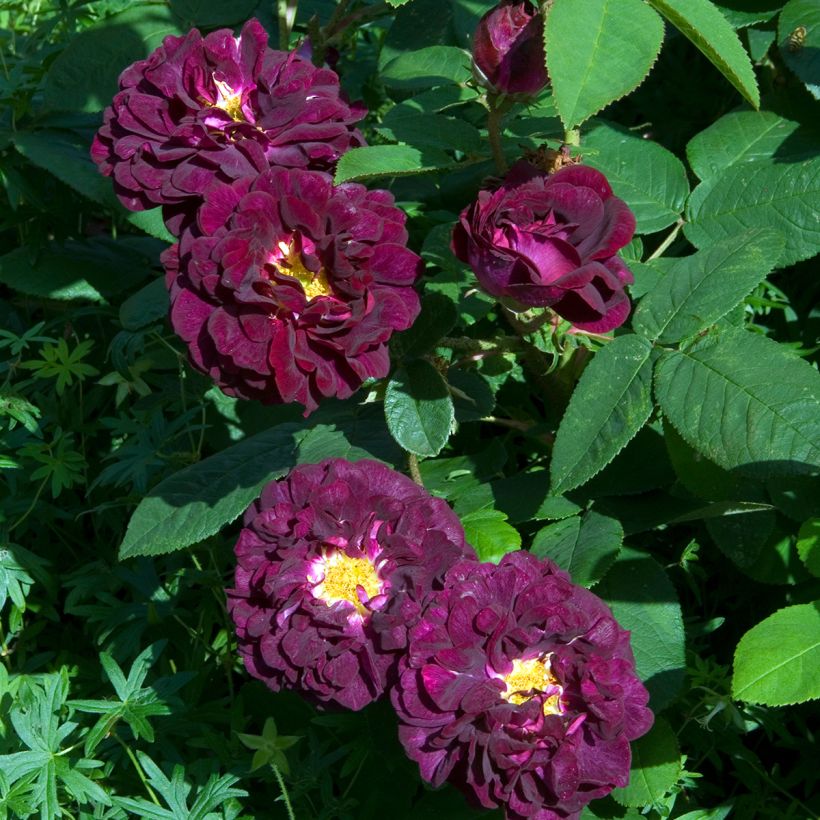 Rosal gallica Tuscany Superb (Floración)