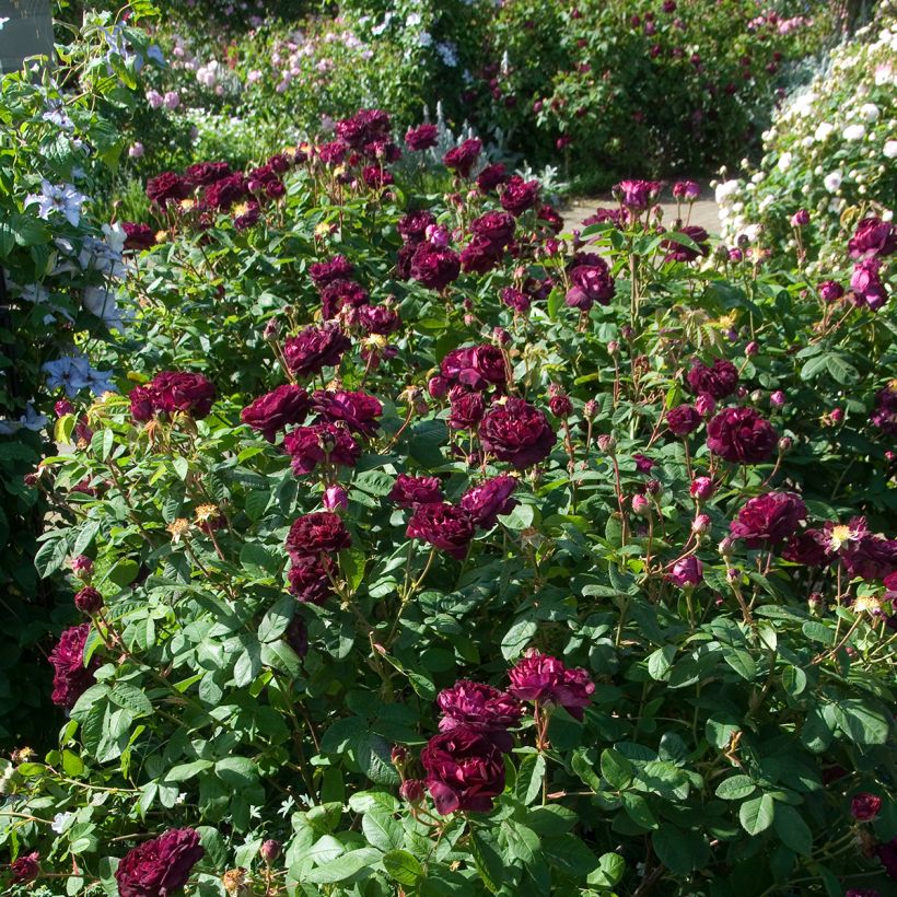 Rosal gallica Tuscany Superb (Porte)