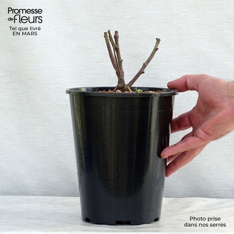 Rosal gallica Tuscany Superb Maceta 4L/5L Ejemplar entregado en invierno