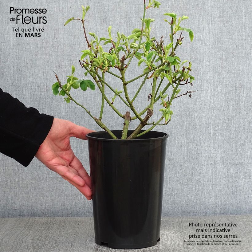 Rosal Variegata di Bologna Maceta 4L/5L Ejemplar entregado en invierno