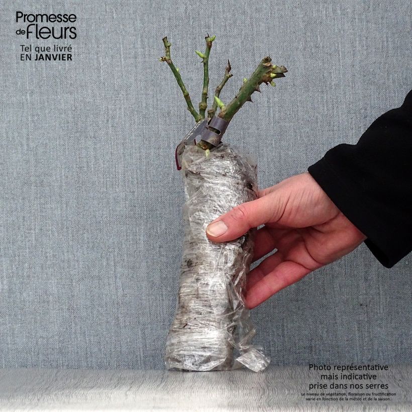 Rosal Portland Yolande d’Aragon Raíz desnuda Ejemplar entregado en invierno