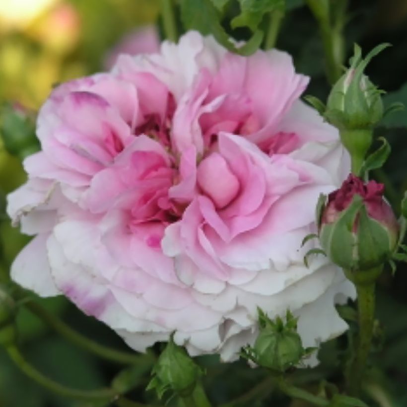 Rosal Ispahan - Rosal de Damasco (Floración)