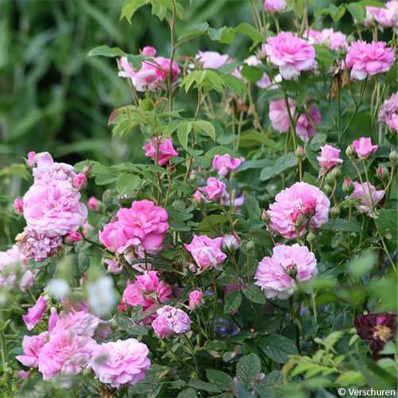 Rosal Ispahan - Rosal de Damasco (Porte)
