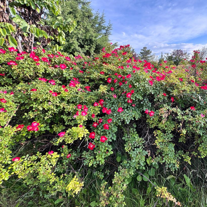 Rosal gallica Officinalis - Rosal de Castilla (Porte)