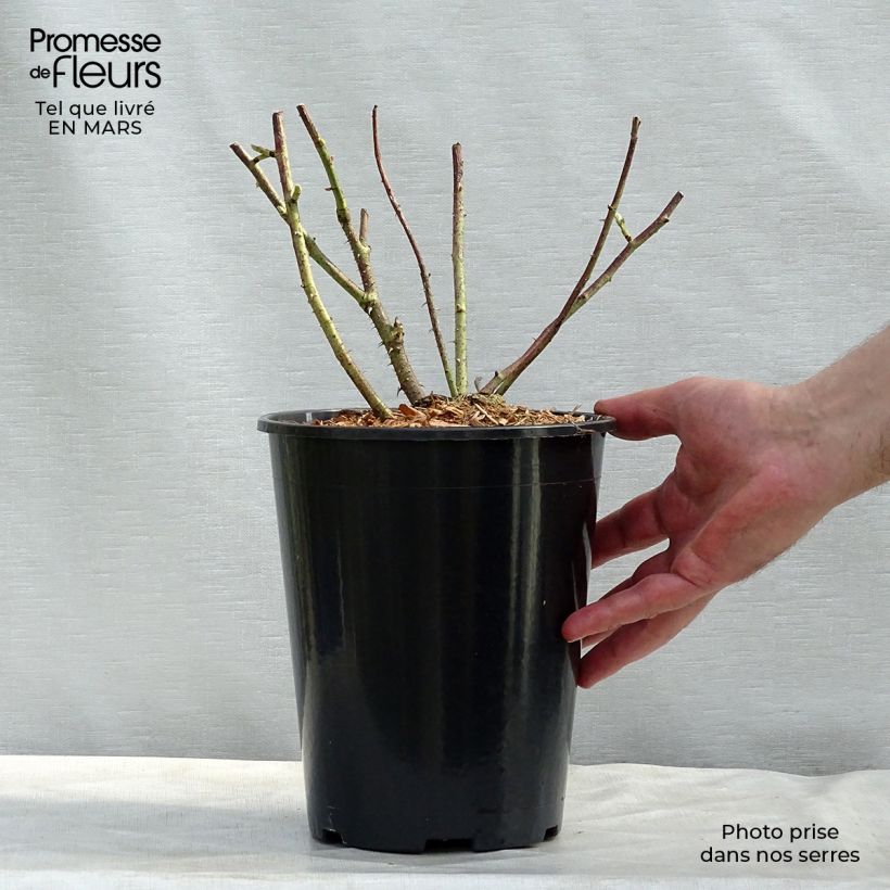 Rosal gallica Versicolor - Rosal de Castilla Maceta 4L/5L Ejemplar entregado en la primavera