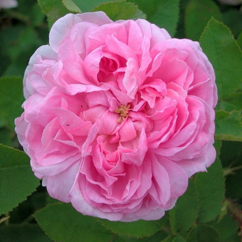 Rosal centifolia Salet (Floración)