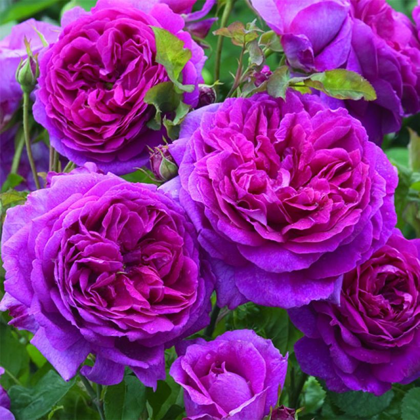 Rosa Young Lycidas (Floración)